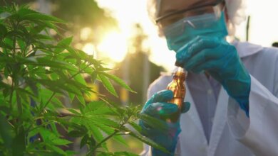 marijuana doctor