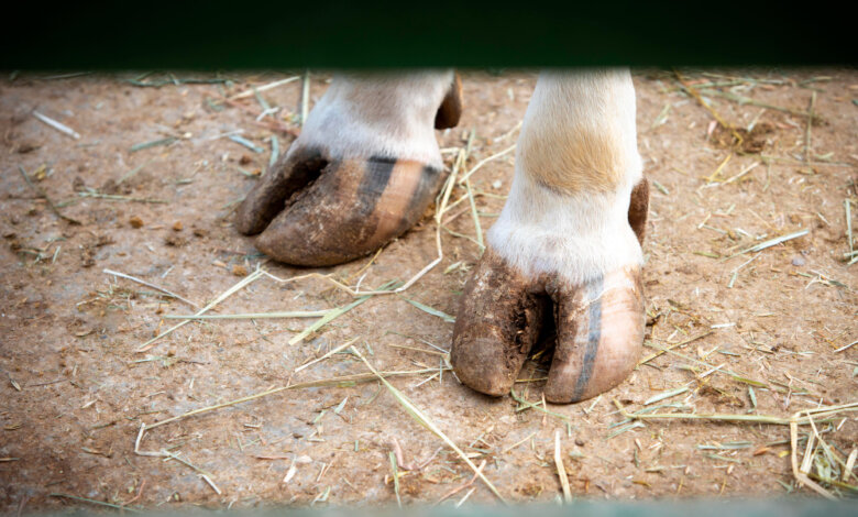 Hoof Supplements for Horses