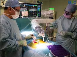 Discover the Best Ortho Surgeons in India Today