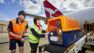 pet transport Bulgaria to UK