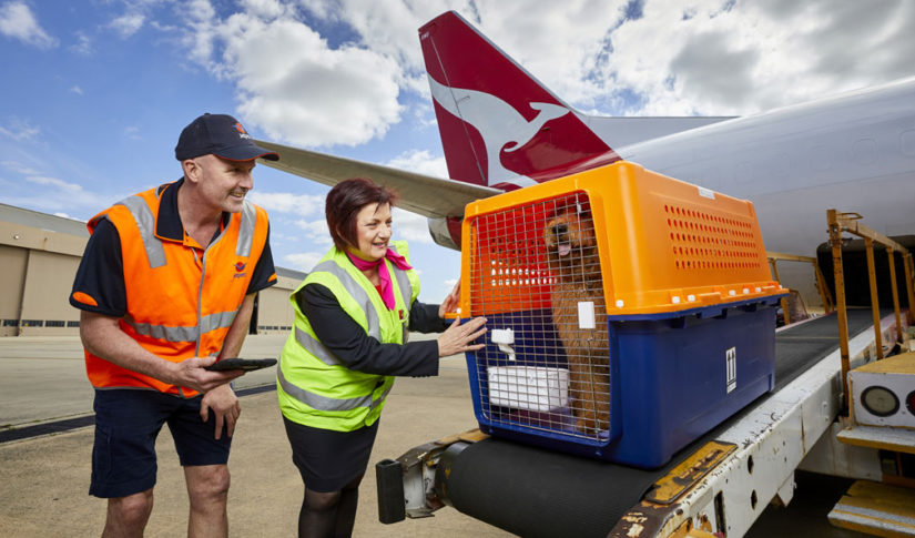 pet transport Bulgaria to UK