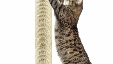 cat scratcher
