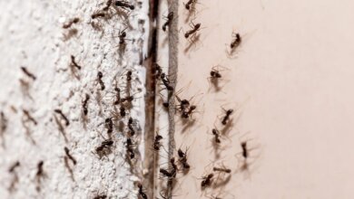 Ants Climbing the wall