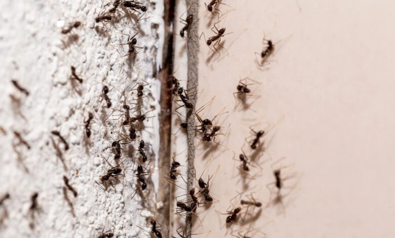 Ants Climbing the wall