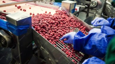 Goji Berry Powder Manufacturing Plant