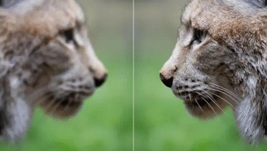 Image Enhancer