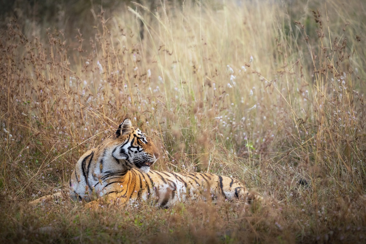 Jim Corbett Experience Package