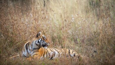 Jim Corbett Experience Package
