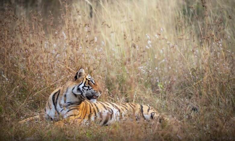 Jim Corbett Experience Package