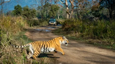 Jim Corbett Tour Package