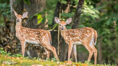 Jim Corbett Wildlife