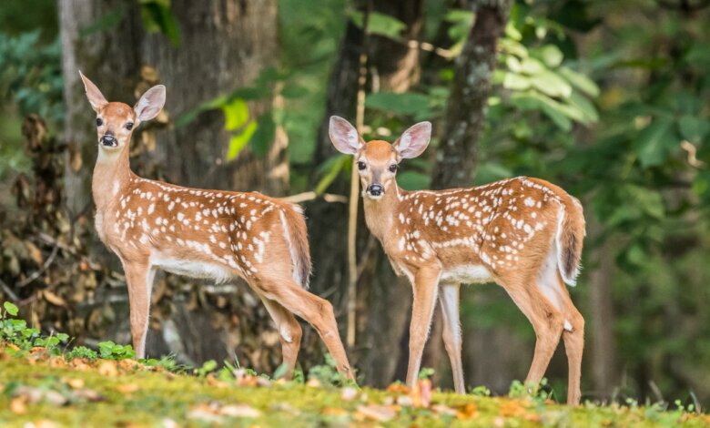 Jim Corbett Wildlife
