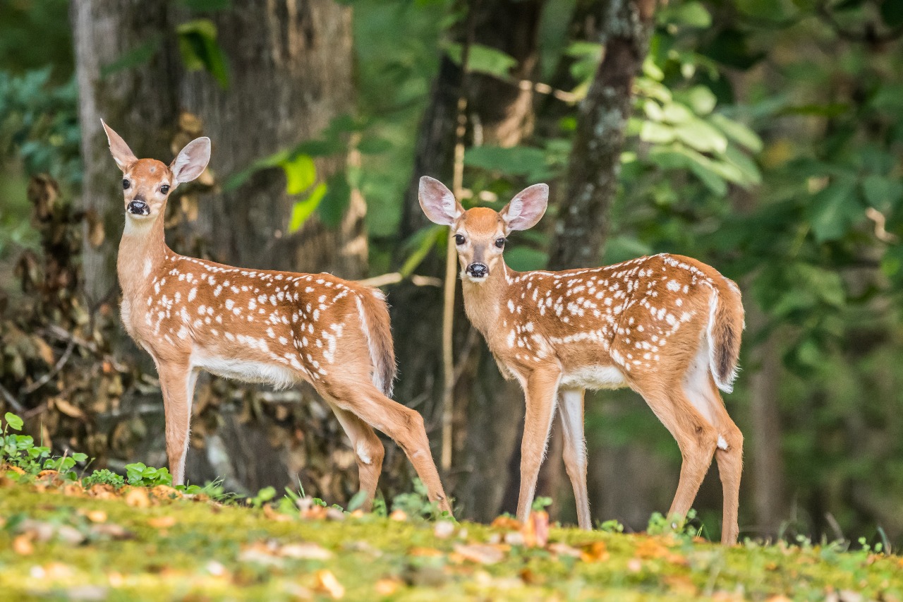 Jim Corbett Wildlife