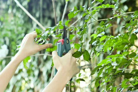 Seasonal Tree Pruning and Maintenance