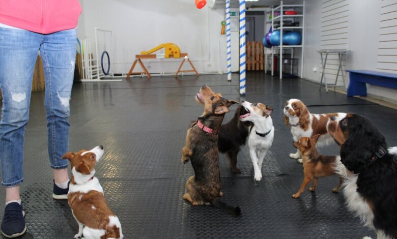 Group Training Classes for Dogs