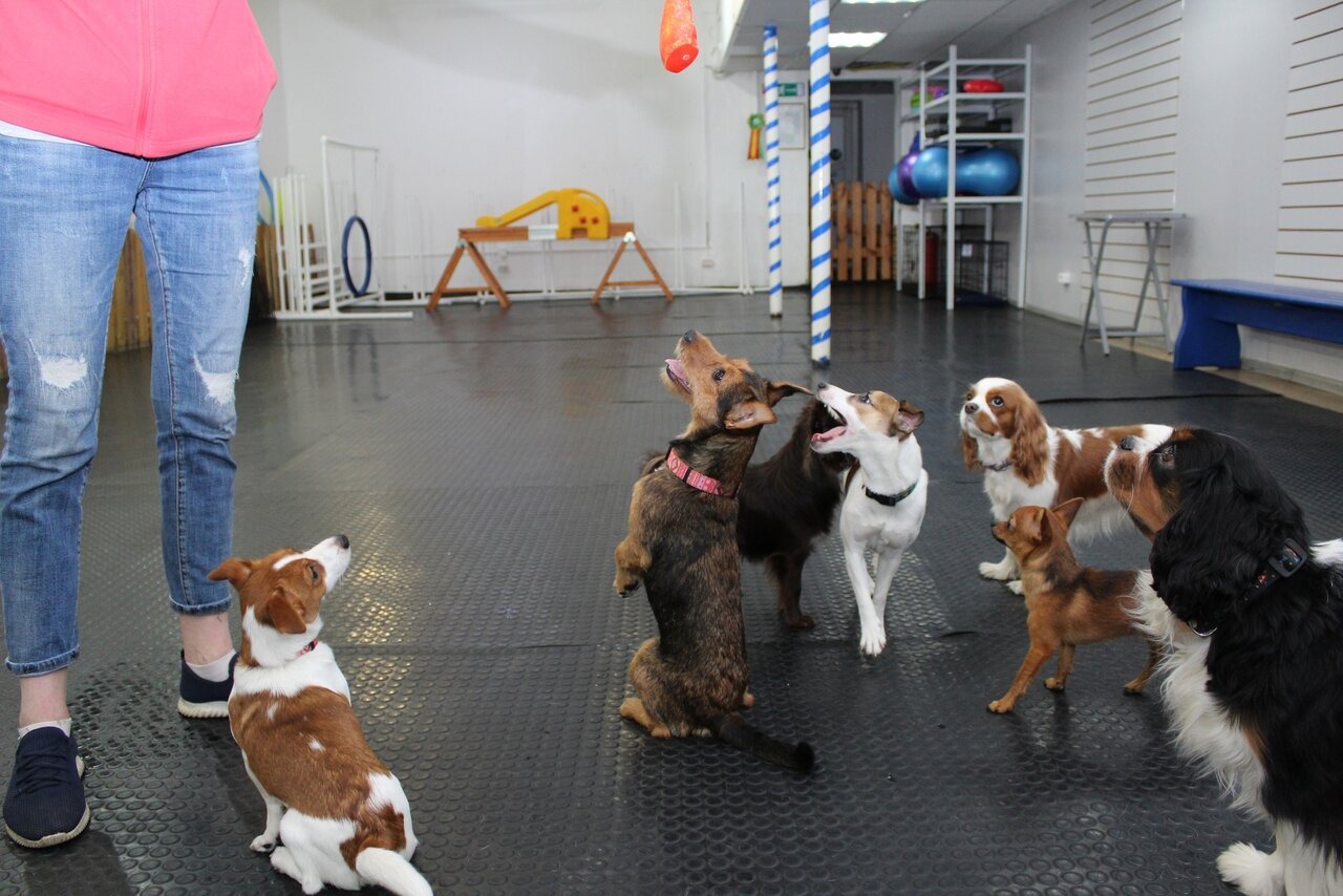 Group Training Classes for Dogs