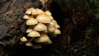 psychedelic mushroom cultivation