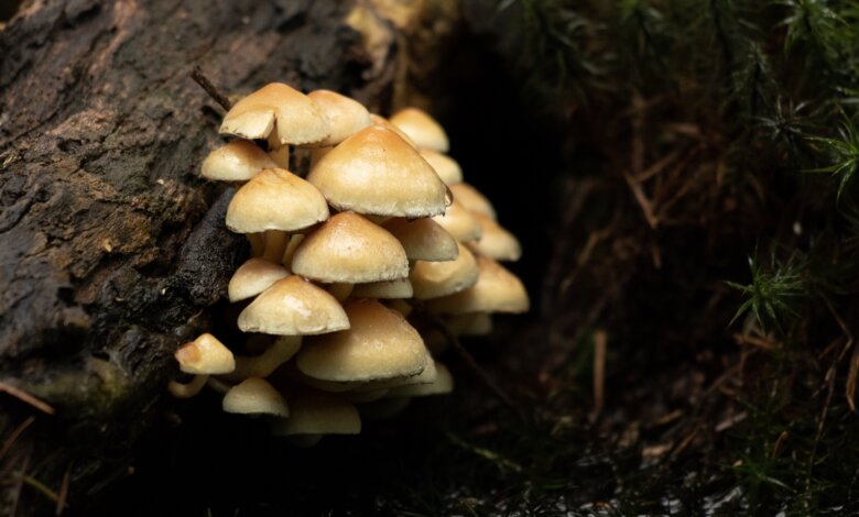 psychedelic mushroom cultivation
