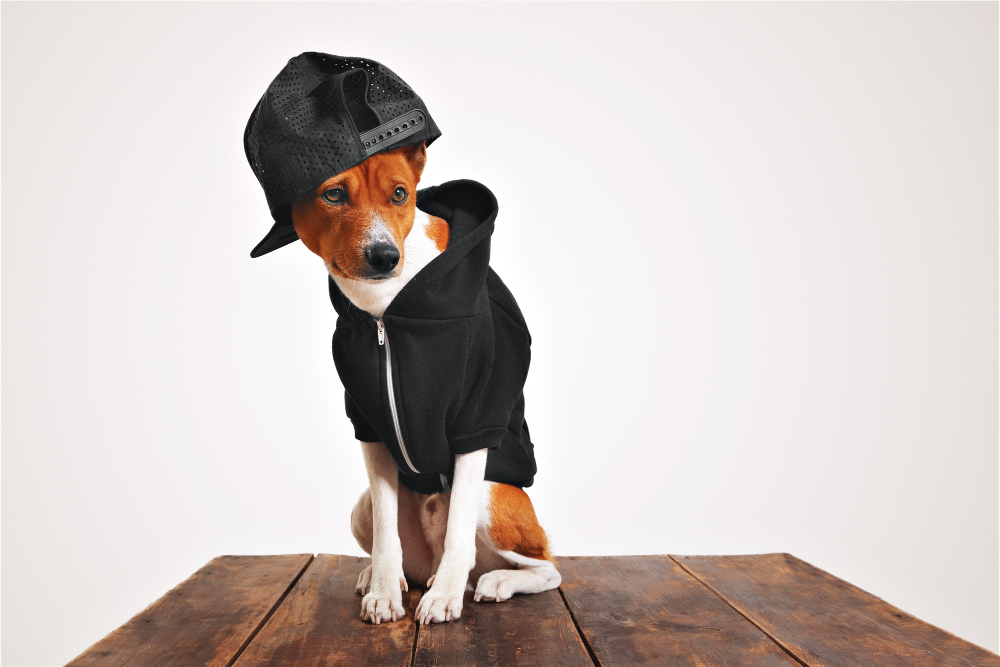dog outfits in Australia