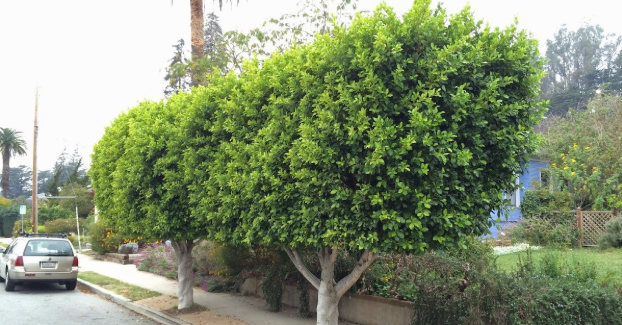 fast-growing trees