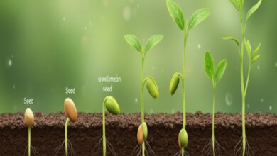 how long does it take for seeds to germinate