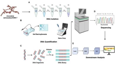 rapid-dna-extraction-workflow-complete-your-ngs-project