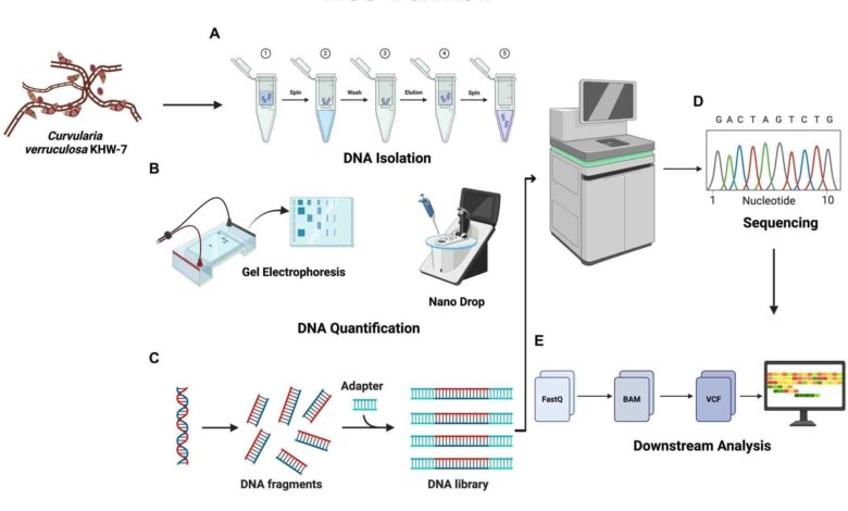 rapid-dna-extraction-workflow-complete-your-ngs-project