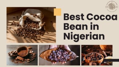 best cocoa bean in nigerian