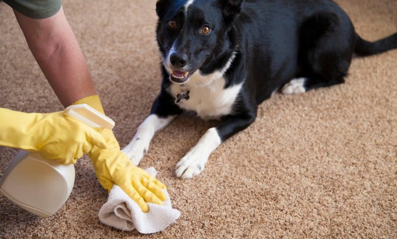 Pet Odor Removal