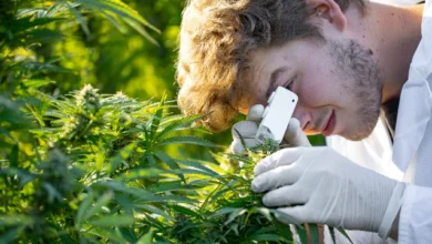 medical marijuana doctor