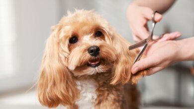 Dog Grooming Highlands Ranch
