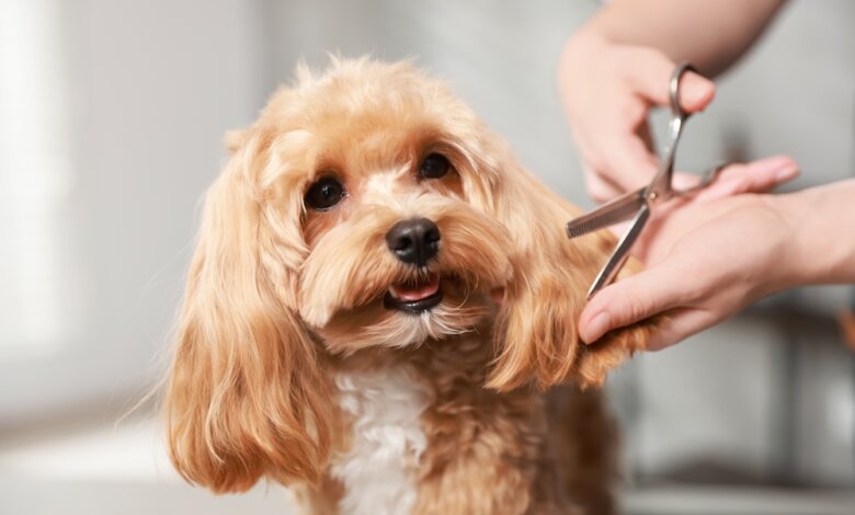Dog Grooming Highlands Ranch