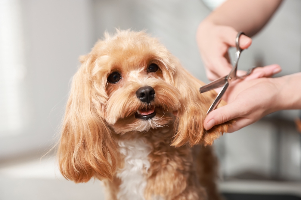 Dog Grooming Highlands Ranch