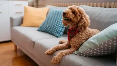 Pet-Friendly Apartments in Lafayette