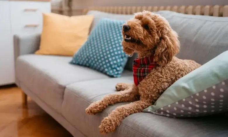 Pet-Friendly Apartments in Lafayette