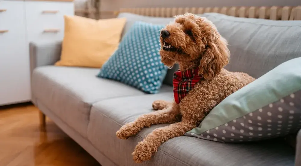 Pet-Friendly Apartments in Lafayette