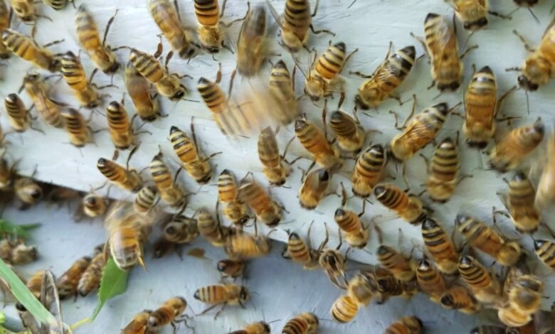 How to Bee-Proof Your Garden Walls Effectively