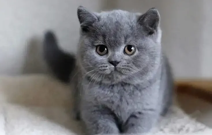 ritish Shorthair kittens for sale