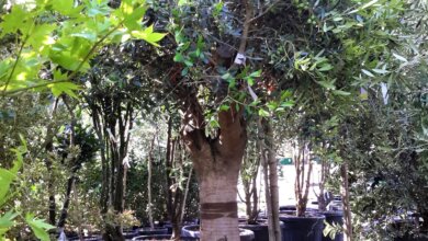 Olive tree old trunk placed in modern Dubai villa Olive tree old trunk placed in modern Dubai villa