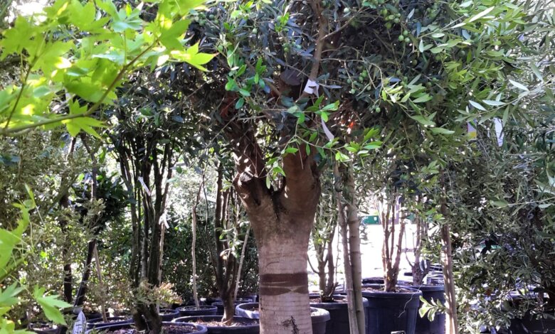 Olive tree old trunk placed in modern Dubai villa Olive tree old trunk placed in modern Dubai villa